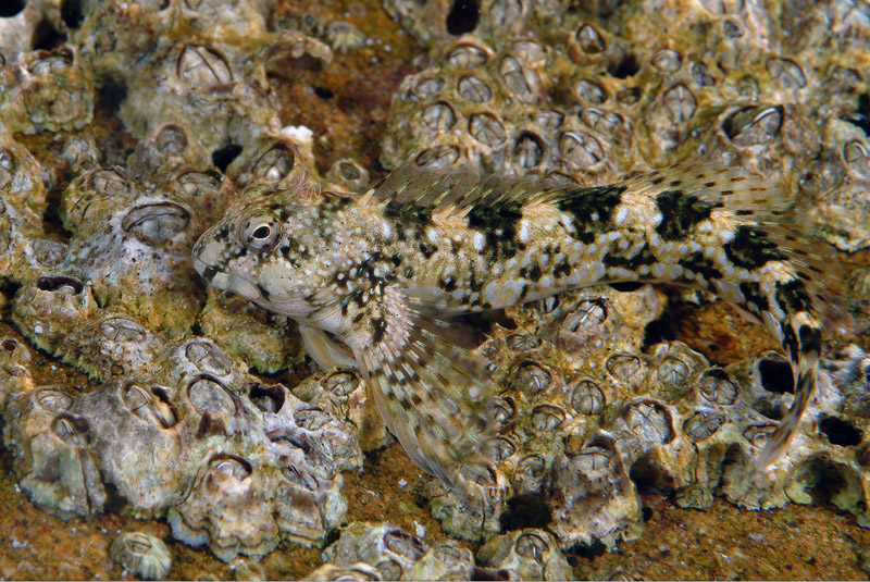 Coryphoblennius galerita